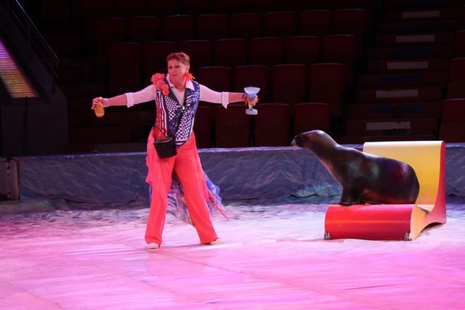 Кенгуру-боксер и дрессированные пингвины выступают на арене Нижегородского цирка - фото 4