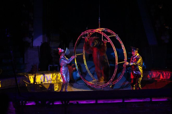 Летающий медведь и &laquo;Колесо смелости&raquo;: нижегородский цирк приглашает в &laquo;Звездный круиз&raquo; (ФОТО) - фото 64