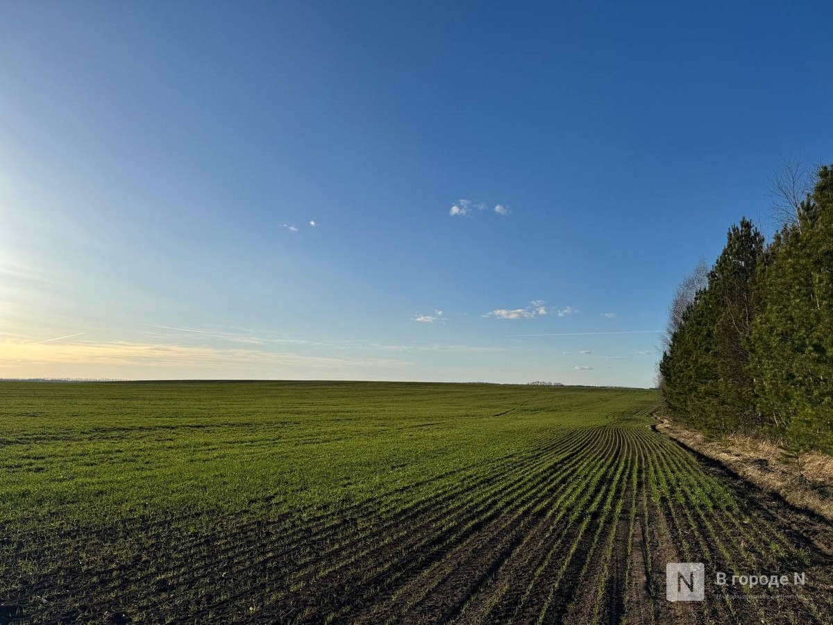 Около 1 тысячи гектаров озимых культур погибло в Нижегородской области - фото 1