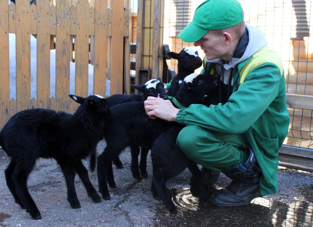 Мары, козлята и ягнята родились в нижегородском зоопарке &laquo;Лимпопо&raquo; - фото 2
