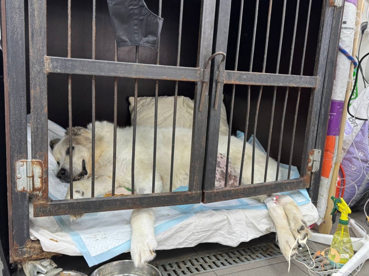 &laquo;Кричит от боли&raquo;: состояние пса Кругетса из Нижнего Новгорода резко ухудшилось - фото 1