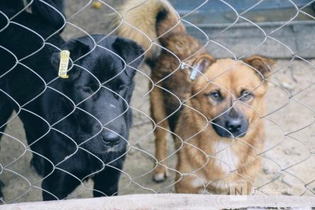 Пристрастие к животным по-выксунски: кому есть дело до постояльцев &laquo;Второй жизни&raquo;?