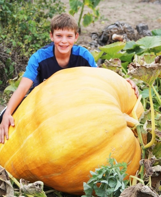 13-летний школьник вырастил тыкву весом 232 кг в Нижегородской области - фото 1