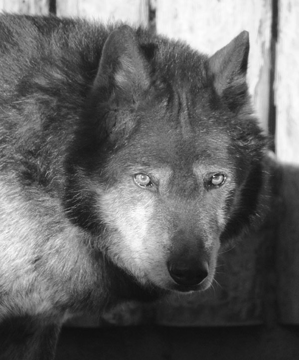 Старейший волк Блэк умер в зоопарке &laquo;Лимпопо&raquo; в Нижнем Новгороде - фото 1