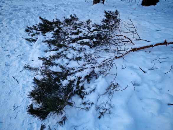 Аномальные морозы в Нижнем Новгороде: фоторепортаж из заснеженных парков - фото 44
