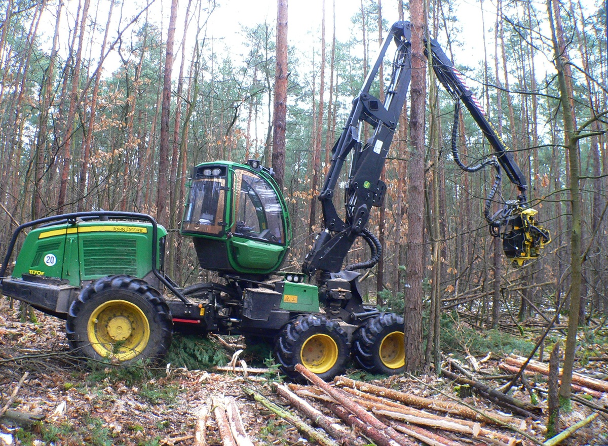 Житель Ветлужского района незаконно нарубил деревьев на 130 тысяч рублей