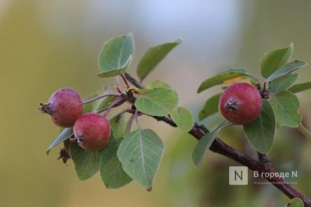 Аллея яблонь и голубая ель появятся на улице Лескова в Нижнем Новгороде