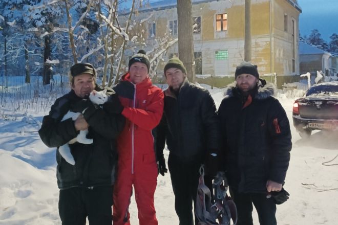 Волонтеры спасли кота, просидевшего на дереве четверо суток в Дзержинске - фото 2