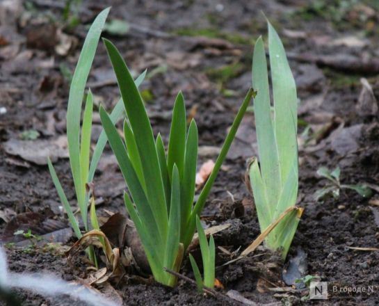 Самые снежные и морозные зимы в Нижнем Новгороде: какими они были - фото 29