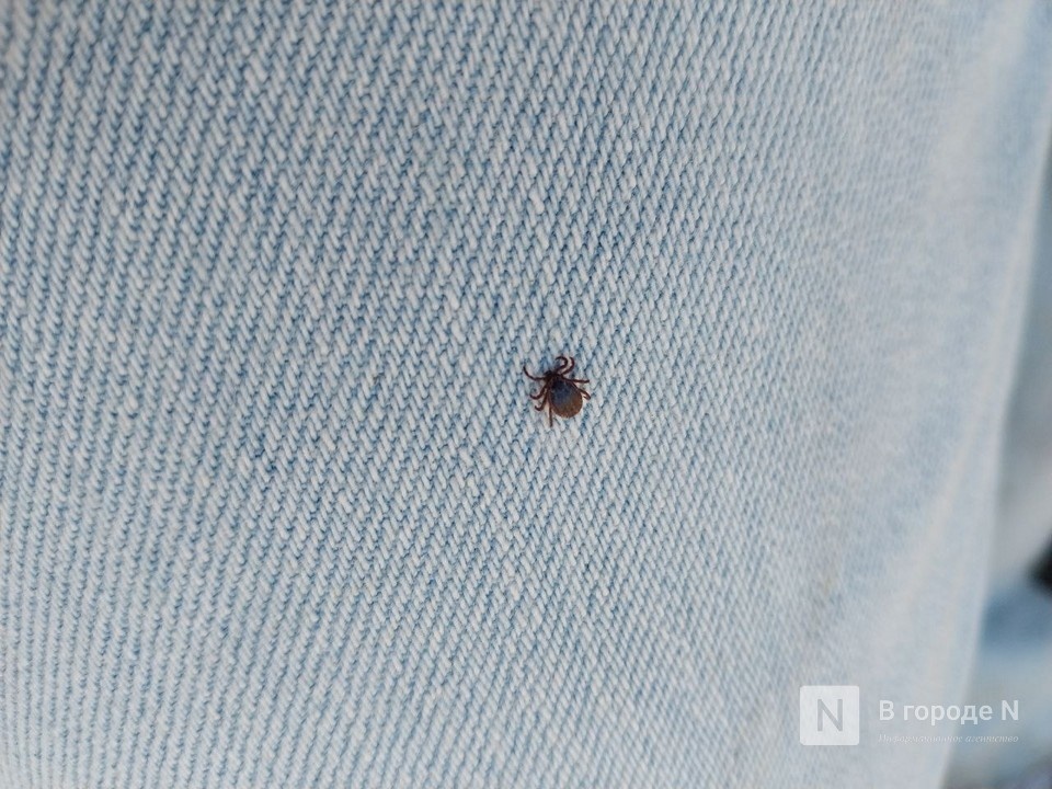 Почти 150 человек пострадали от клещей в Нижегородской области - фото 1