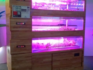 Уникальные нижегородские установки для выращивания зелени начнут поставлять в Италию
