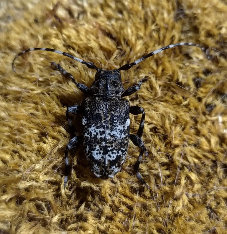 Новый вид жука-усача обнаружили в Нижегородской области - фото 1