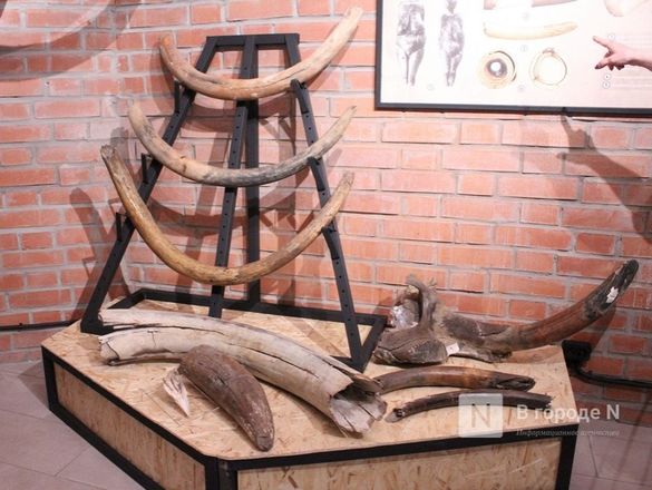 Ледниковый период по-нижегородски: палеонтологическая выставка открылась в Кремле - фото 44