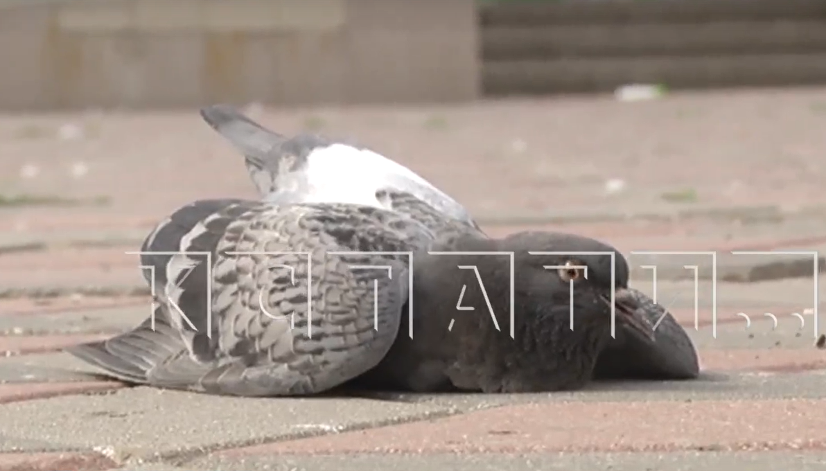 Массовая смерть голубей обеспокоила жителей Ленинского района - фото 1