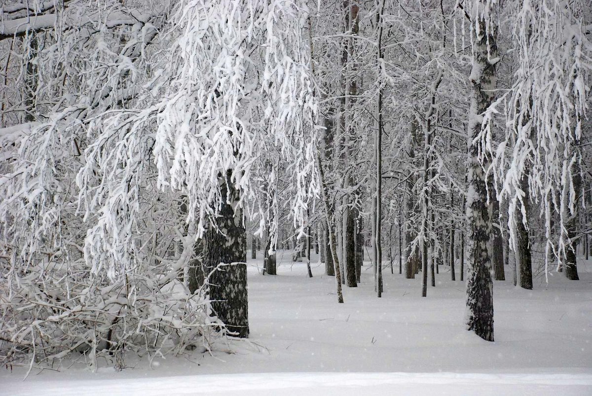 Зима возвращается: нижегородцев ждут снегопады и похолодание - фото 1