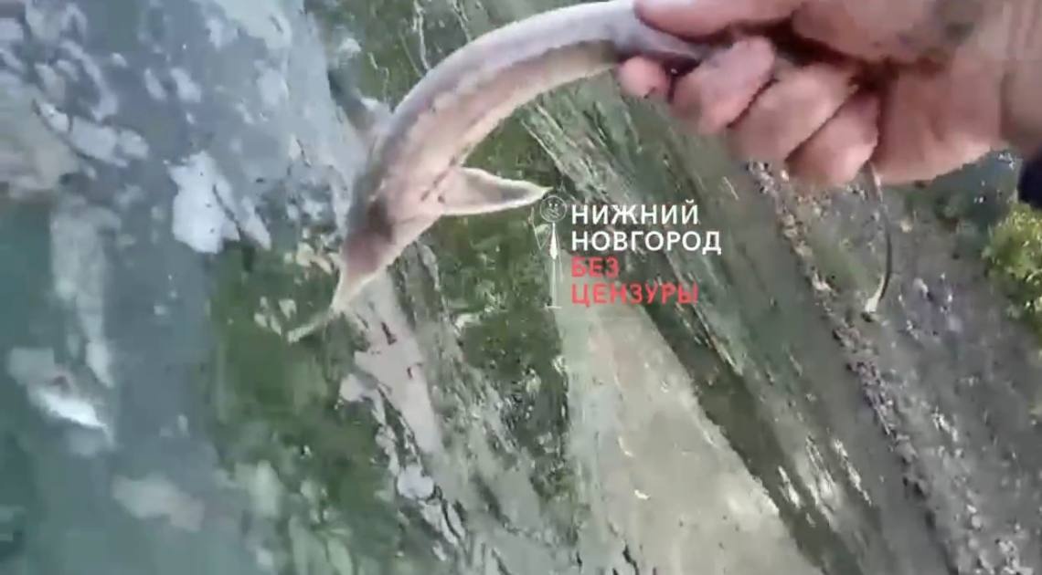Росприроднадзор изучил место массового замора рыбы в Волге в Нижнем Новгороде