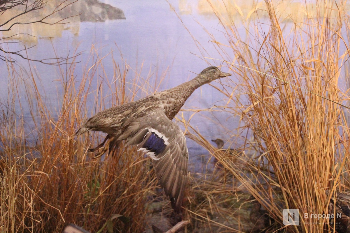 Экзамен на получение охотничьего билета введут в Нижегородской области