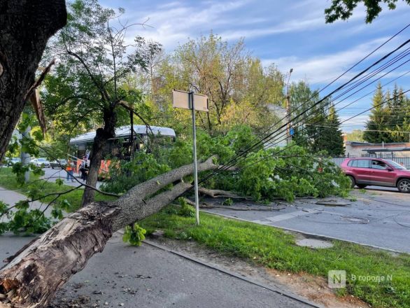 Появились фото с места падения дерева на легковушку в Нижнем Новгороде - фото 4