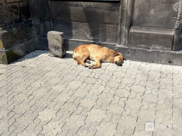 Автостоп, монастыри, кебаб: нижегородка съездила в тур по Армении и Грузии - фото 70