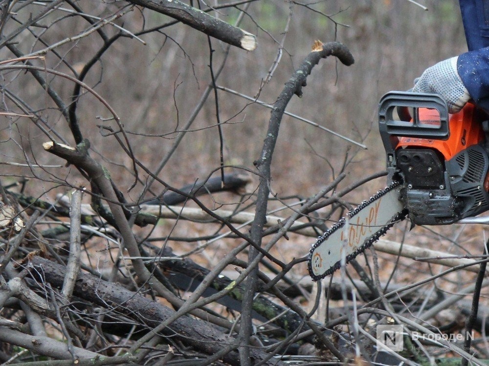 Чкаловский браконьер пойдет под суд за 15 спиленных деревьев - фото 1