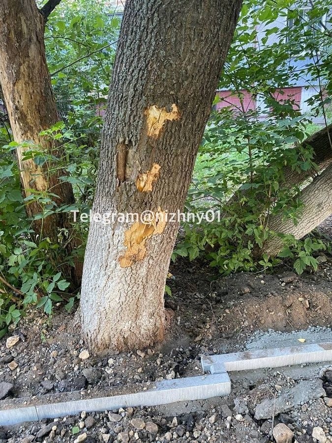 Подрядчику грозит штраф за поврежденные деревья на Казанском шоссе