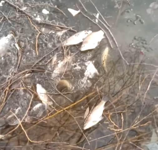 Массовая гибель рыбы произошла в пруду в Арзамасе - фото 1
