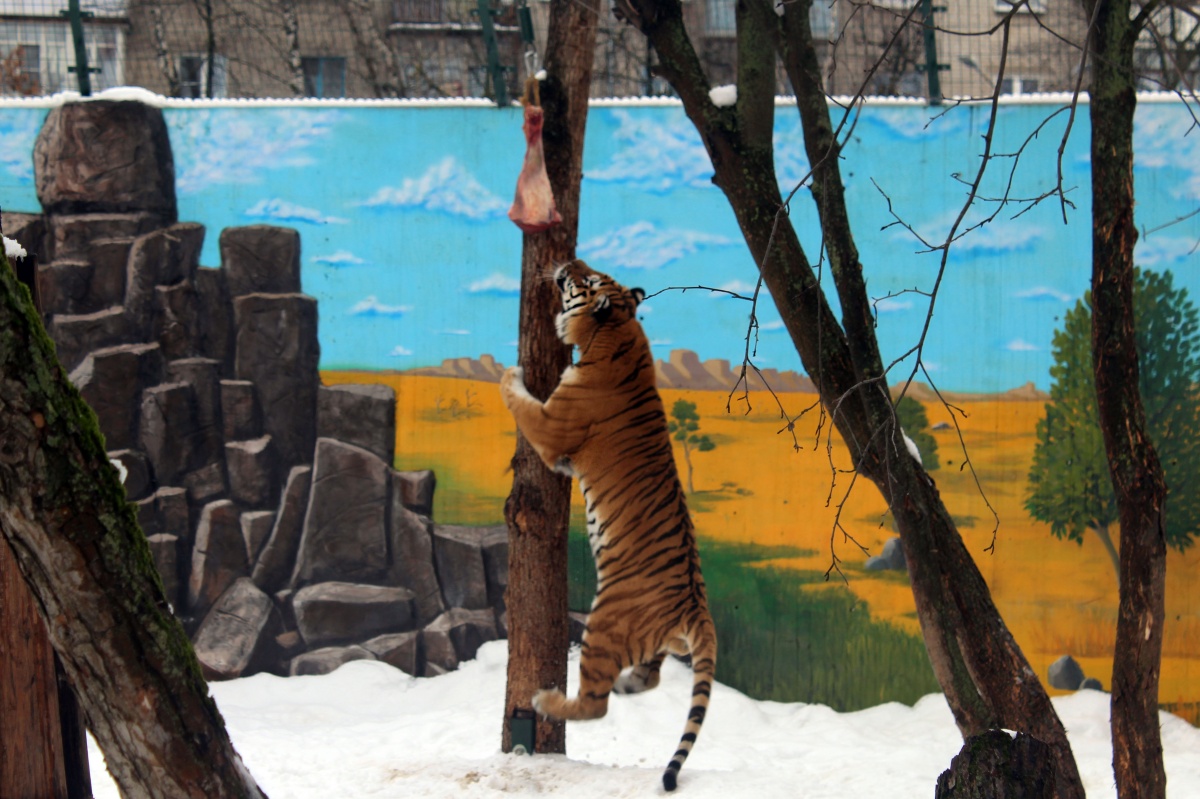 Животных нижегородского зоопарка угостили блинами в Масленицу - фото 2