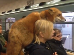 Прокатившаяся в метро лиса попала на видео