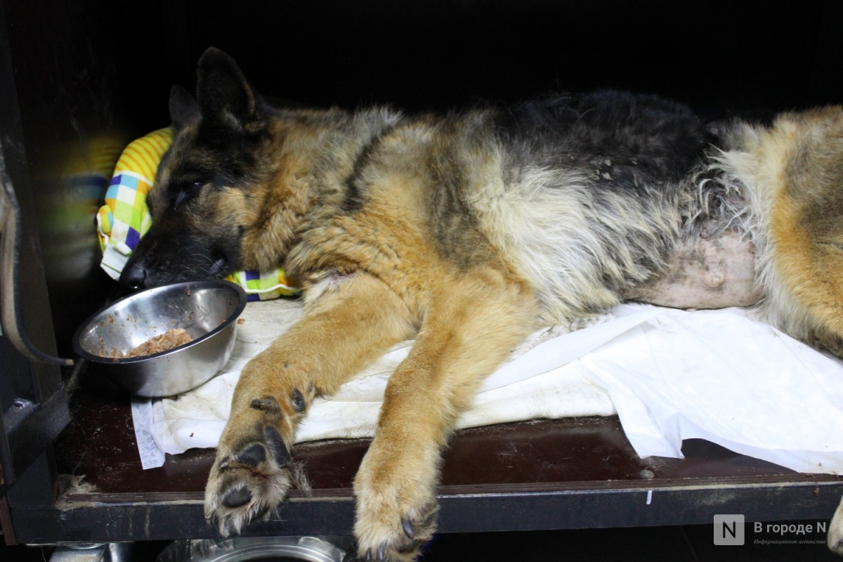 Нижегородские ветеринары лечат овчарку, которую заживо клевали птицы - фото 1