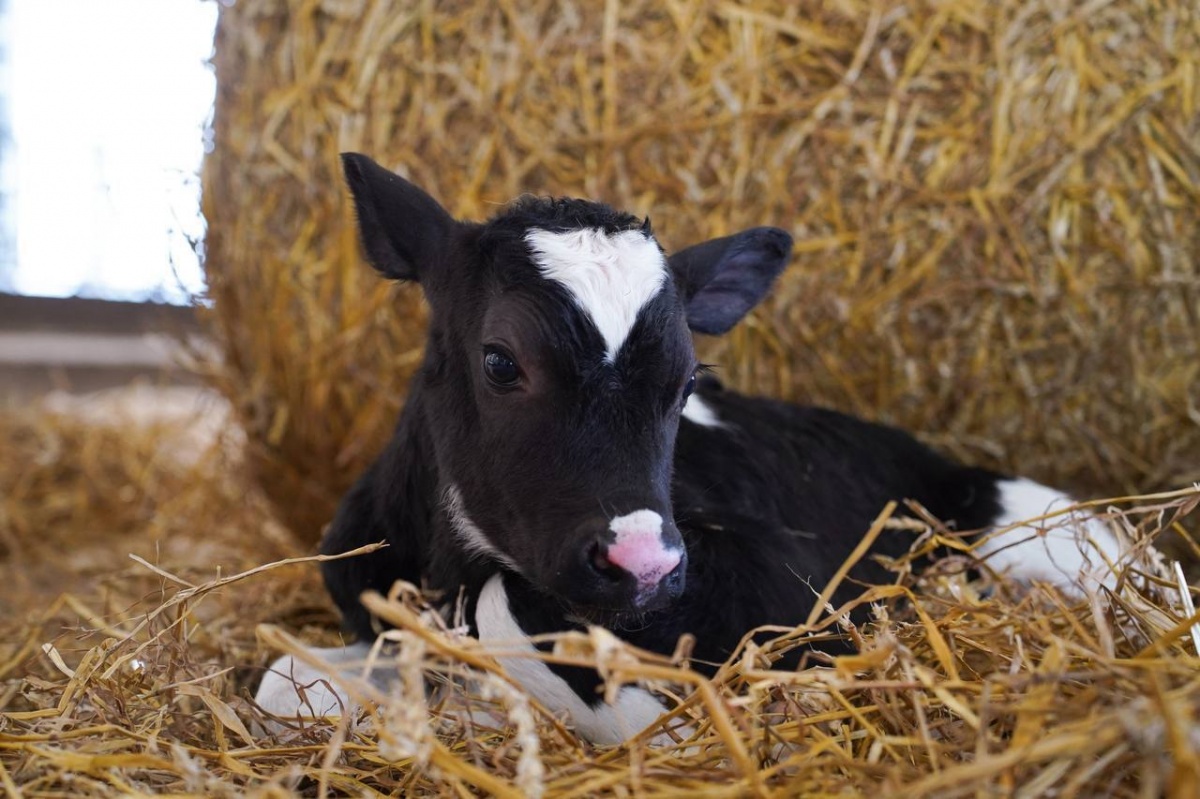 Новую породу коров вывели в Нижегородской области - фото 1