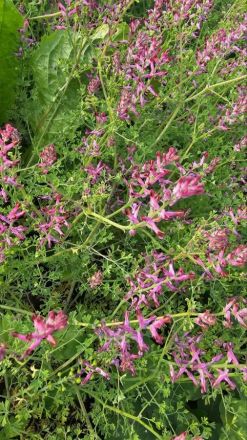 Дымянка удивила переехавшую в Нижегородскую область канадскую семью - фото 1
