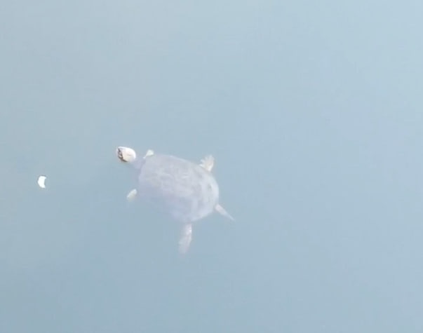 Черепаха завелась в водоеме в Нижегородской области