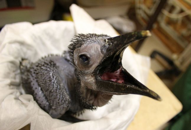 Опубликованы милые фото зверей, родившихся в нижегородском «Лимпопо» - фото 2