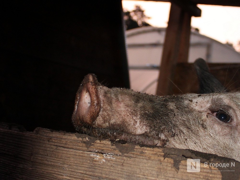 Владельцу свинокомплексов в Нижегородской области предложили компенсировать потери охотхозяйств