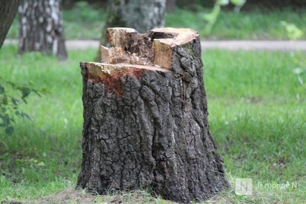 Житель Кстова напилил деревьев на 230 тысяч рублей