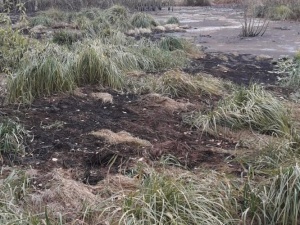 Административное расследование проводится по факту разлива мазута в Кстовском районе