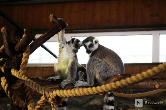 Опубликованы фото детенышей, родившихся в нижегородском &laquo;Лимпопо&raquo; - фото 8