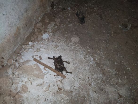 Жильцы дома на улице Акимова жалуются на заселивших подвал крыс - фото 3