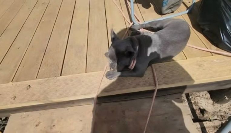 Канадская семья Фейнстра показала свою ферму в Нижегородской области - фото 8