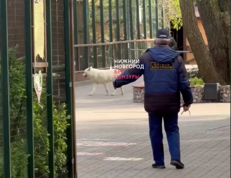Волк сбежал из вольера в нижегородском зоопарке &laquo;Лимпопо&raquo; - фото 1