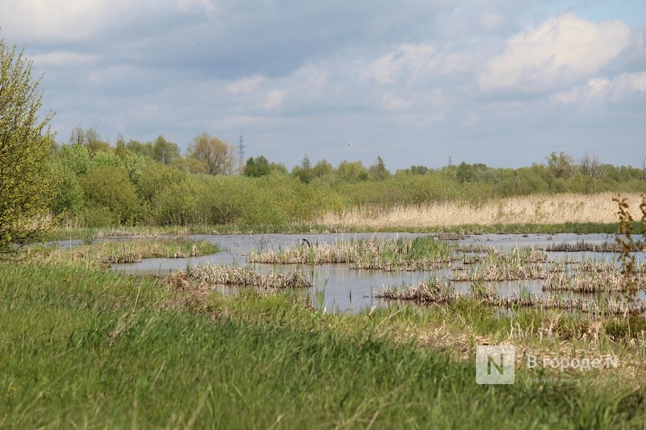 Нижегородские Артемовские луга могут стать природным парком - фото 3