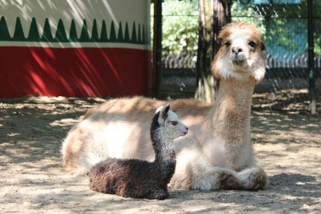 Маленькая альпака родилась в нижегородском зоопарке - фото 4