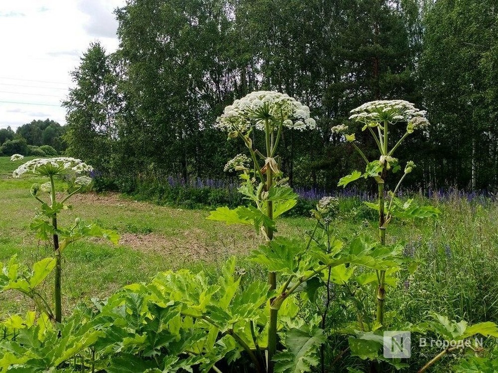 Нижегородцам дали ценные советы по борьбе с борщевиком - фото 1