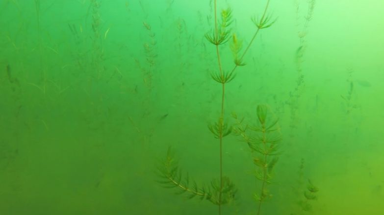 Дайверы показали, что прячется на дне Силикатного карьера в Нижегородской области - фото 4